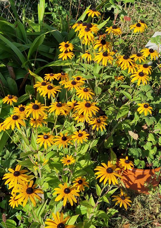 Rudbeckia fulgida